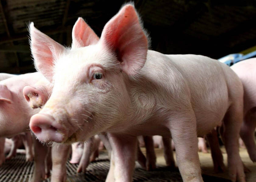 Comissão pede redução da alíquota do ICMS cobrado no preço do suíno