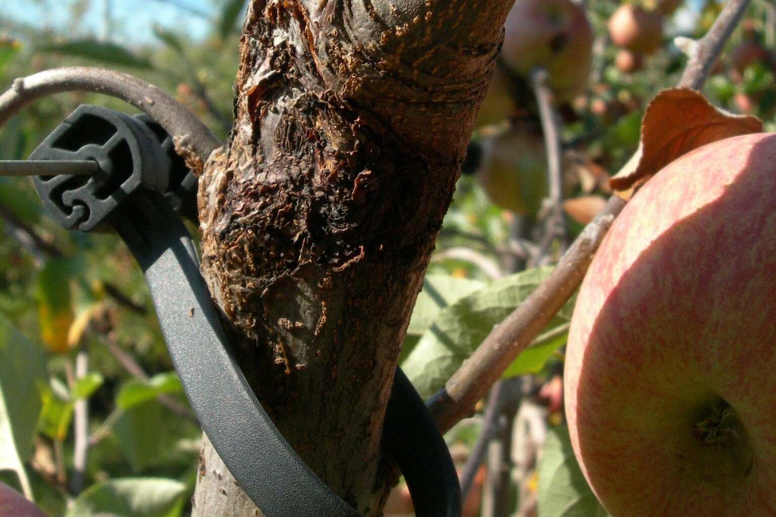 Controle sanitário vegetal pode ser implantado em SC