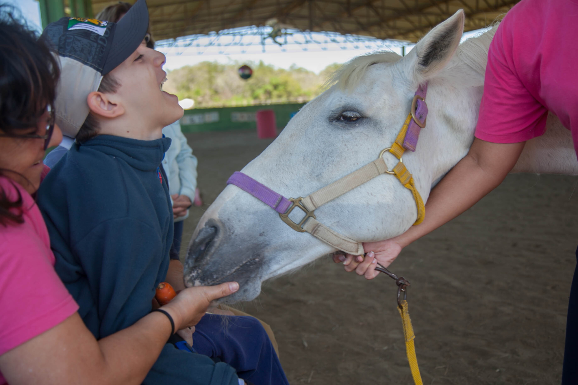 Cavalos podem ser retirados da relação de animais considerados sencientes