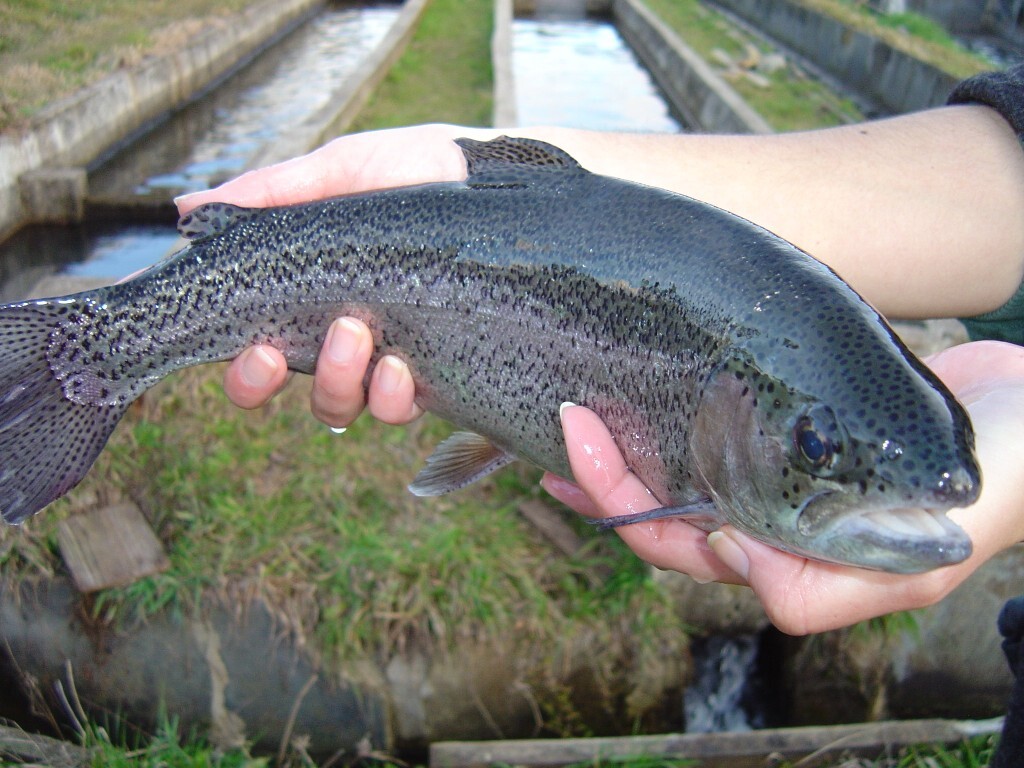 Conforme a Epagri, SC é o quarto maior produtor de peixes de água doce no Brasil; em 2016, foram 43,3 mil toneladas. FOTO: Epagri/Divulgação