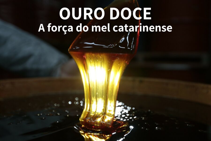 Ouro doce: a força do mel catarinense