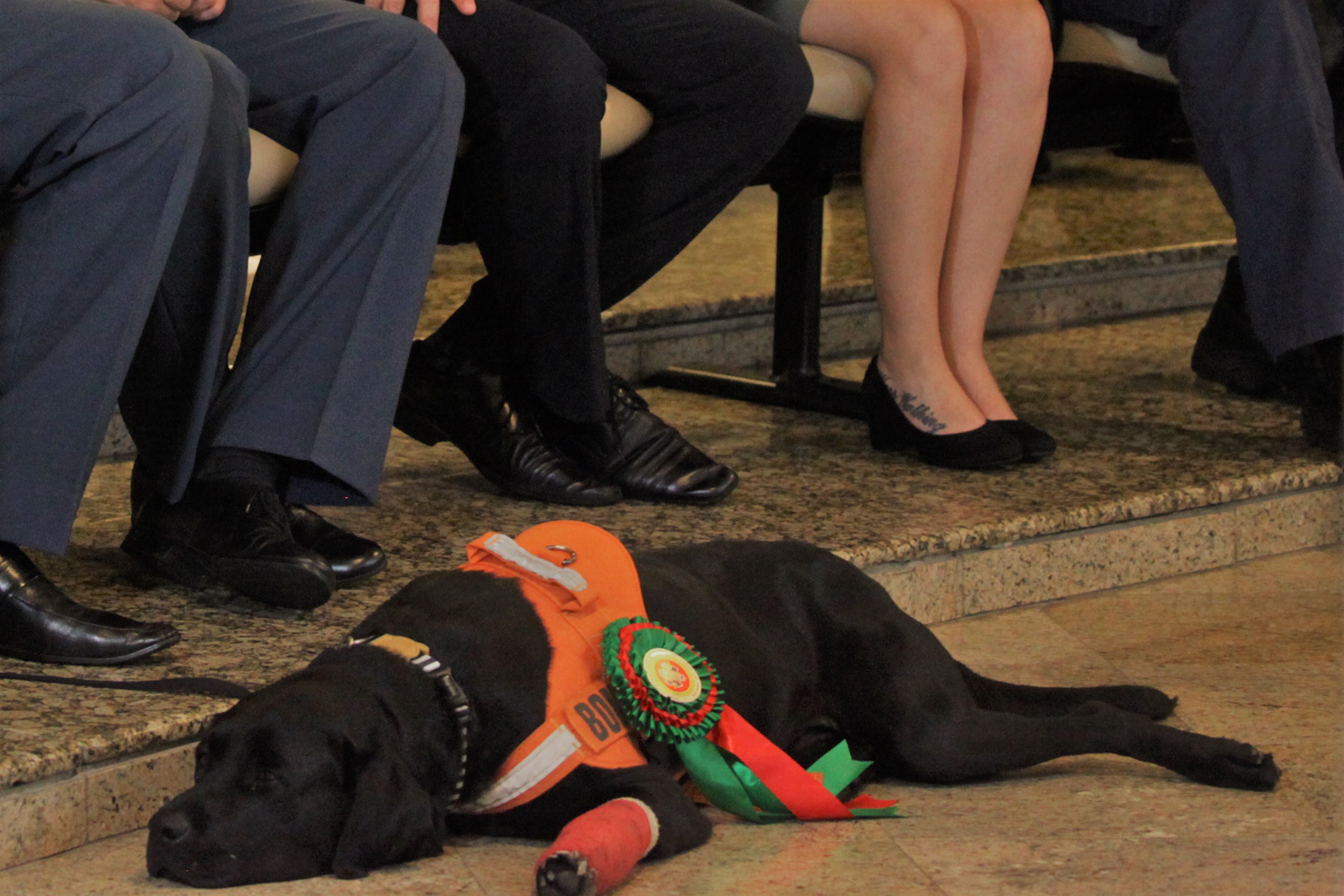 Com pouco mais de dois anos de idade, o cão bombeiro Barney, da raça labrador foi treinado para atuar no auxílio de busca e resgate de pessoas nas mais variadas ocorrências e situações.