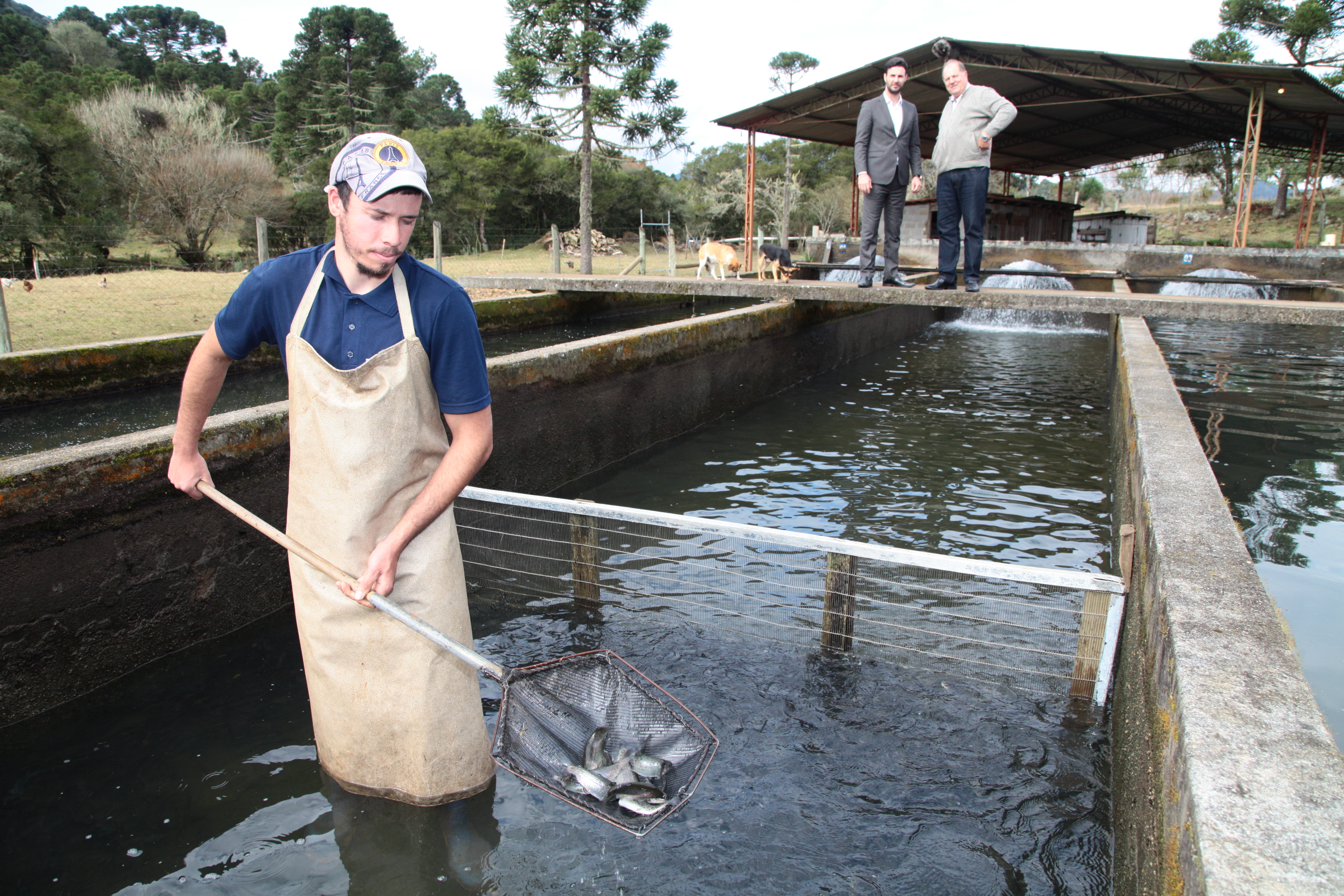 Piscicultura em Santa Catarina