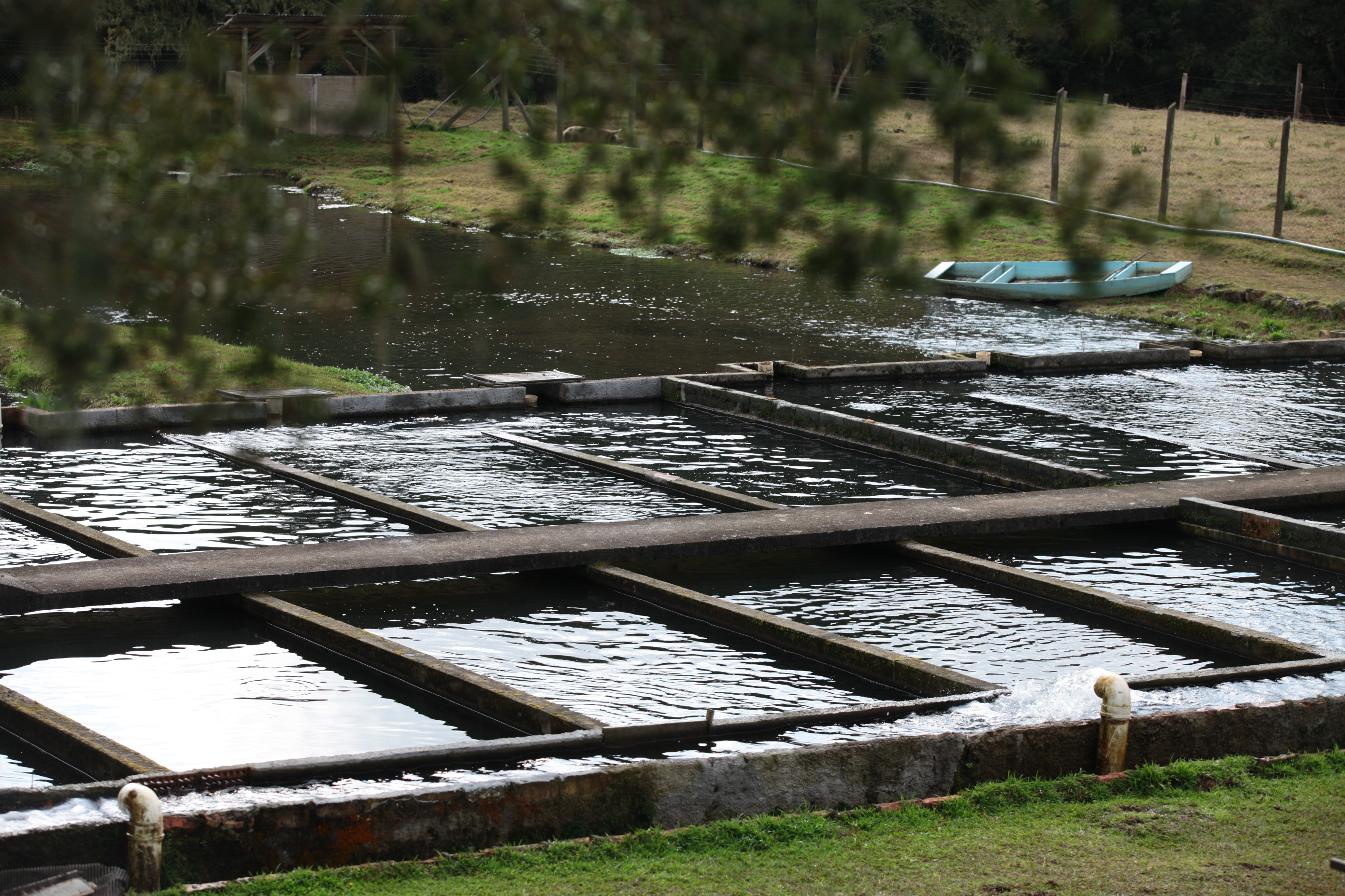 Piscicultura em Santa Catarina - Tanques para criação de trutas em Painel