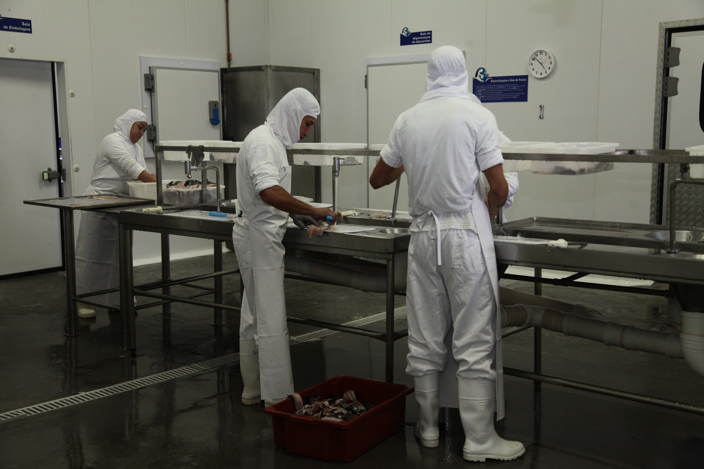 Piscicultura em Santa Catarina - Processamento de trutas criadas na região de Lages