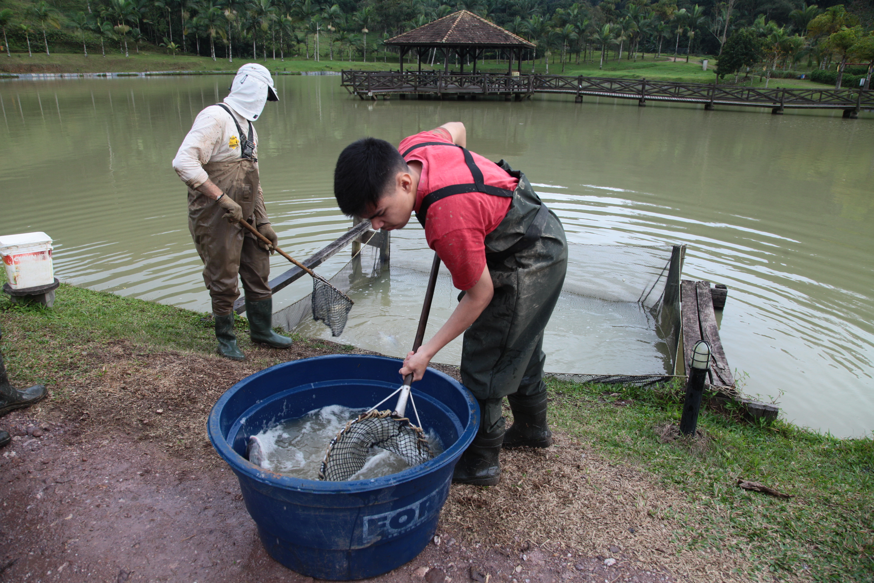 Piscicultura em Santa Catarina - Processo de salinização de peixes antes de voltarem ao tanques de pesca