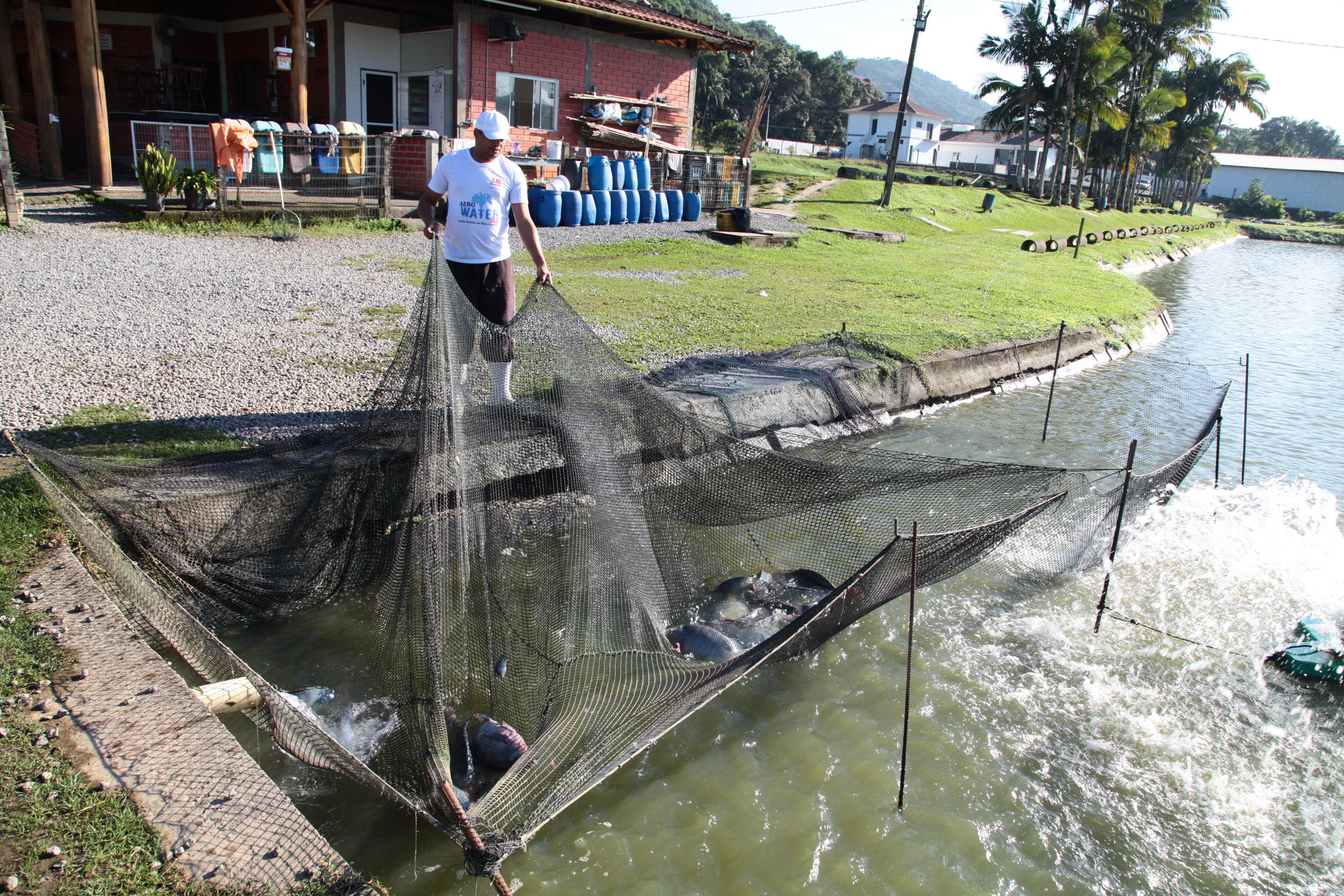 Piscicultura em Santa Catarina - Peixes selecionados diretamente para venda aos interessados