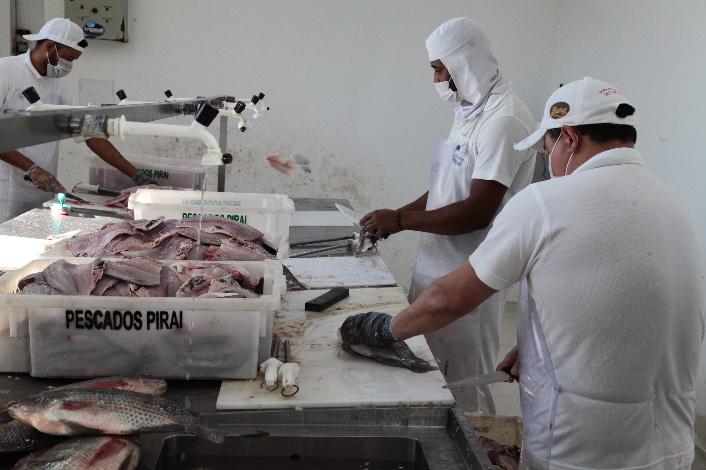 Piscicultura em Santa Catarina - Processamento dos peixes de cativeiro