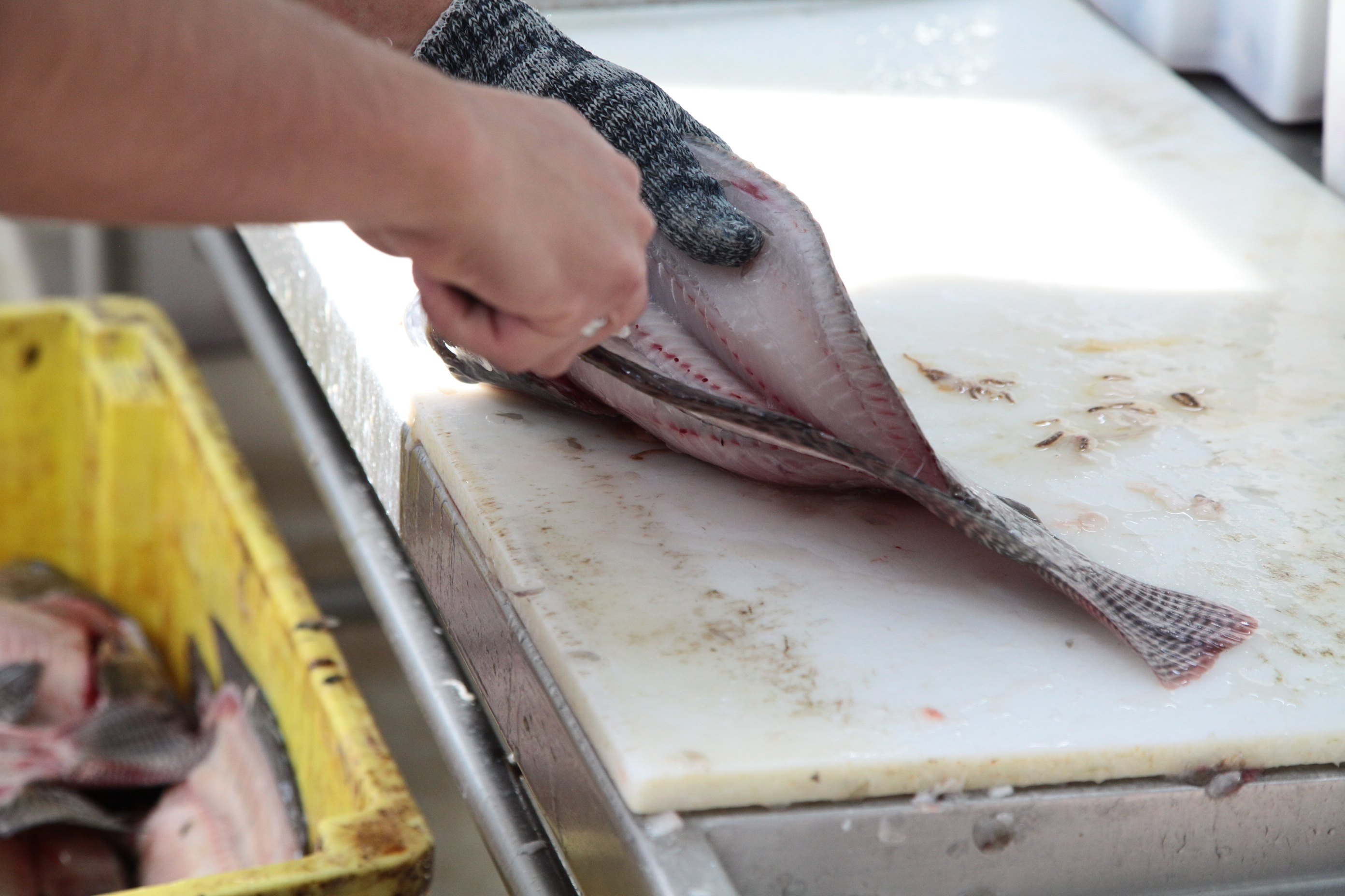 Piscicultura em Santa Catarina - Processamento dos peixes de cativeiro