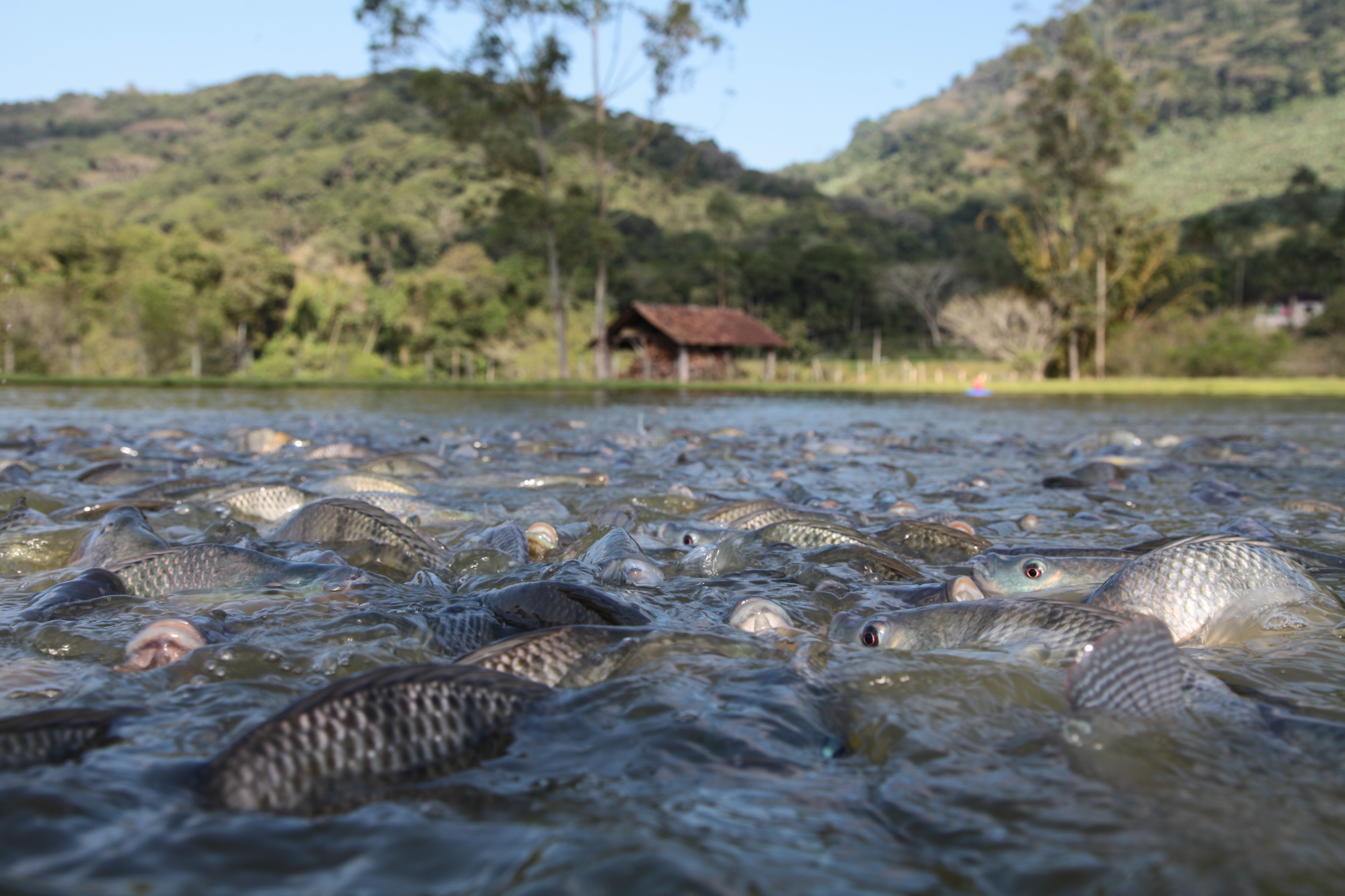 Piscicultura em Santa Catarina - Tilápias
