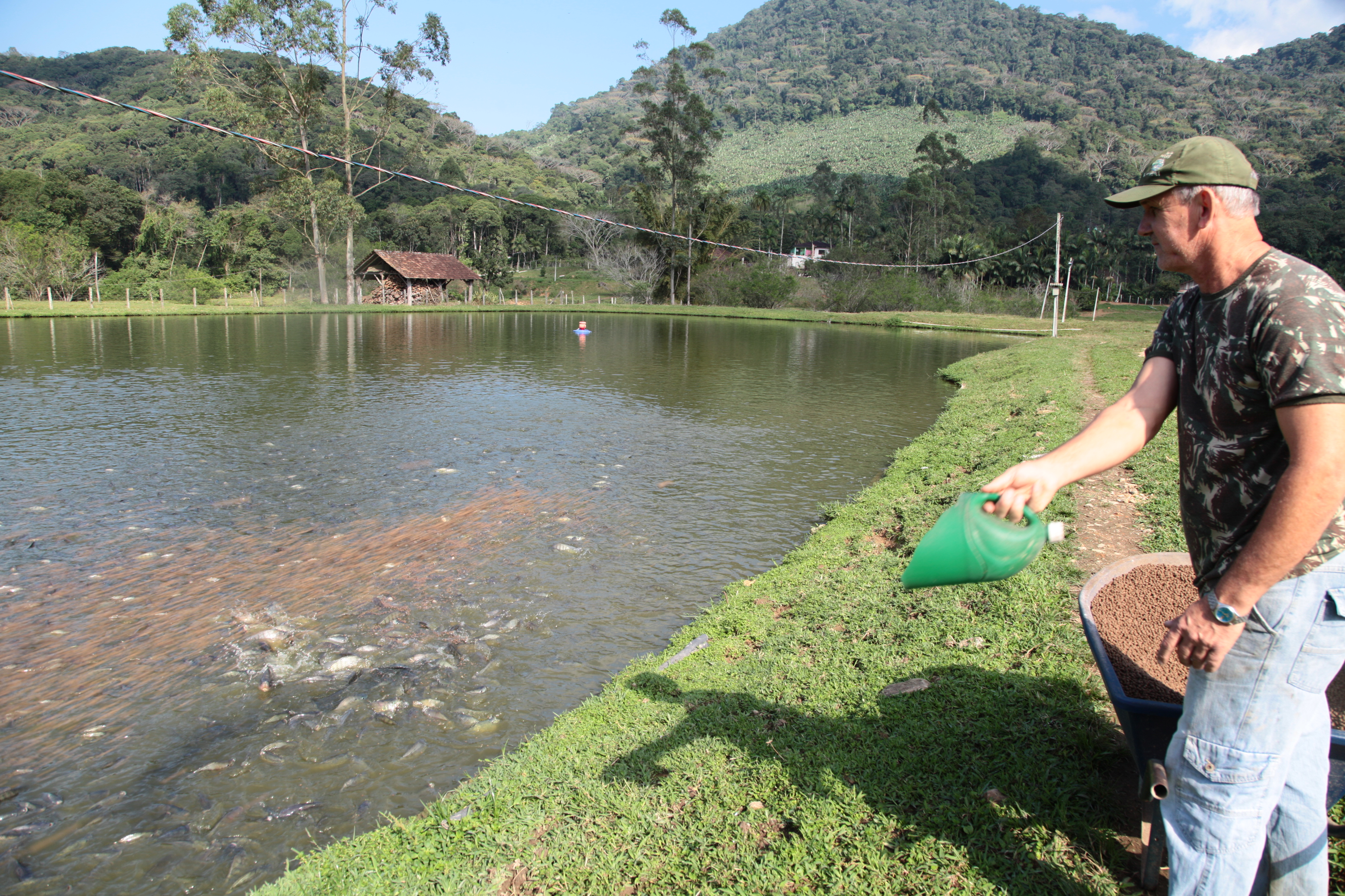 Piscicultura em Santa Catarina - Alimentação das tilápias com ração específica