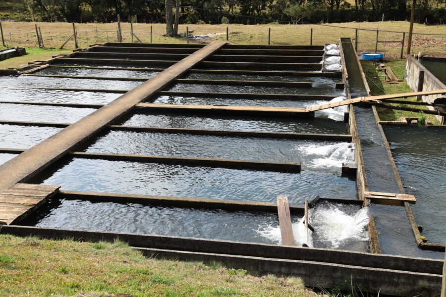 Para criação do peixe são construídos tanques de alvenaria utilizando uma técnica trazida da Itália