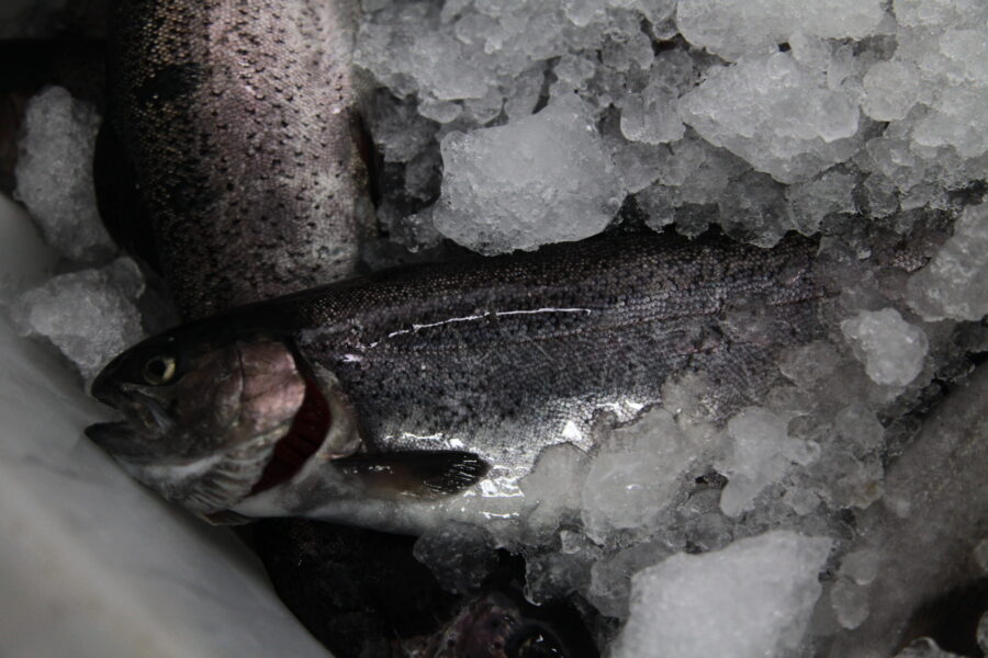 Atualmente, maior parte do peixe é comercializada nos mercados catarinenses, em São Paulo, Paraná e Rio Grande do Sul