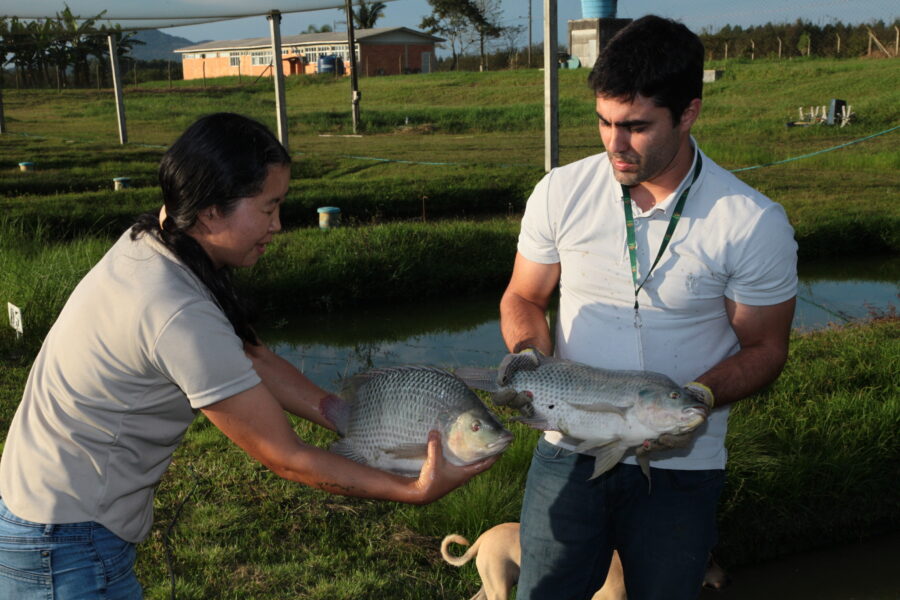 Epagri implantou em 2011 projeto de melhoramento genético de tilápias, responsável pela manutenção de um banco de germoplasma da linhagem Gift-Epagri