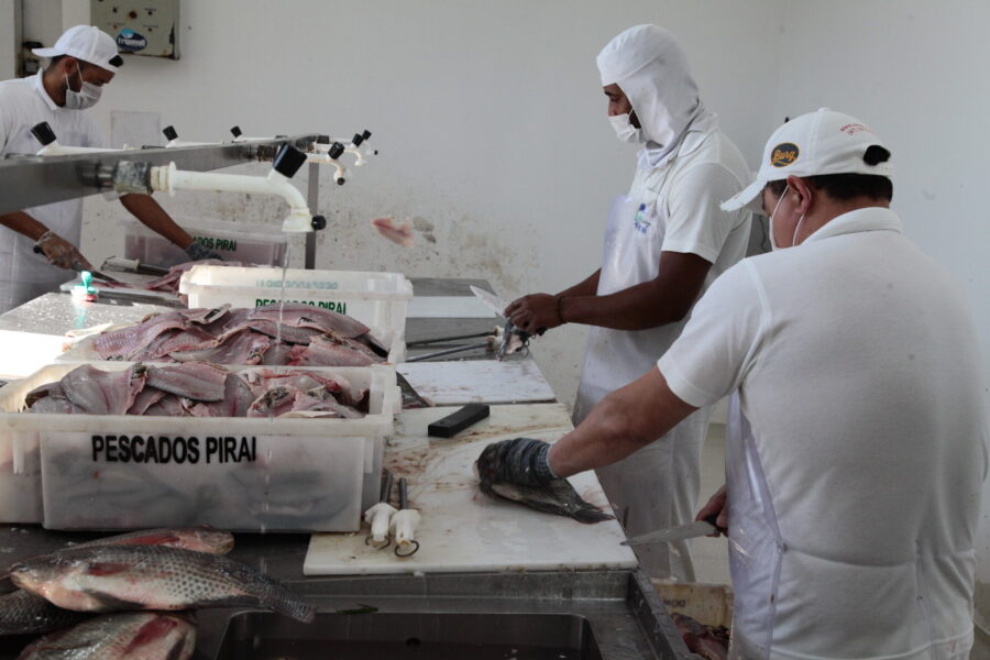 Frigorífico de Joinville vai beneficiar cinco toneladas de peixe adquiridas pela prefeitura para alimentação escolar nos próximos seis meses