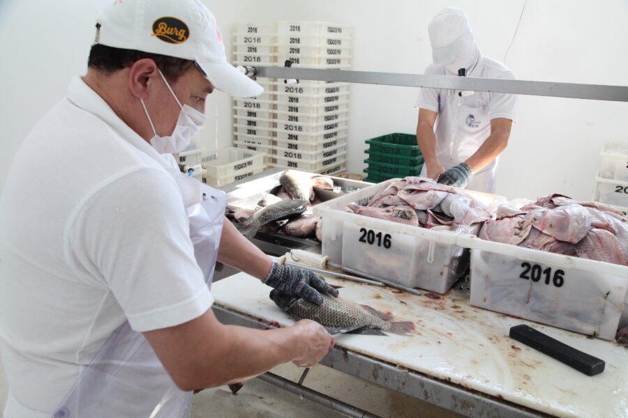 Inclusão da tilápia visa a promover melhorias na qualidade da alimentação escolar e fomentar o desenvolvimento da agricultura familiar