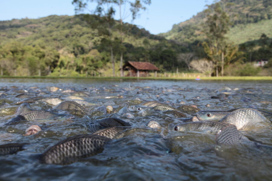 Produção de peixes em cativeiro tem como vantagens padronização e continuidade no fornecimento
