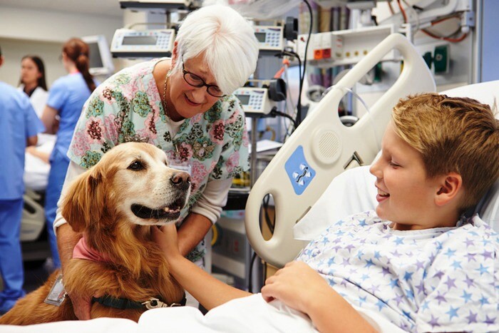 CCJ aprova PL sobre visita de animais de estimação a pacientes internados