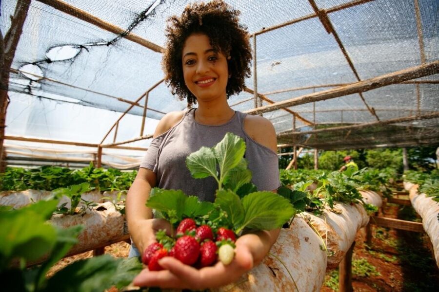 Paloma Kluge e os morangos cultivados na propriedade em Cunha Porã; são 10 toneladas anuais
