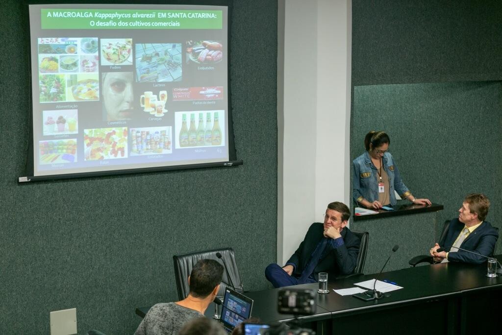 Ibama libera cultivo comercial de macroalga em Santa Catarina