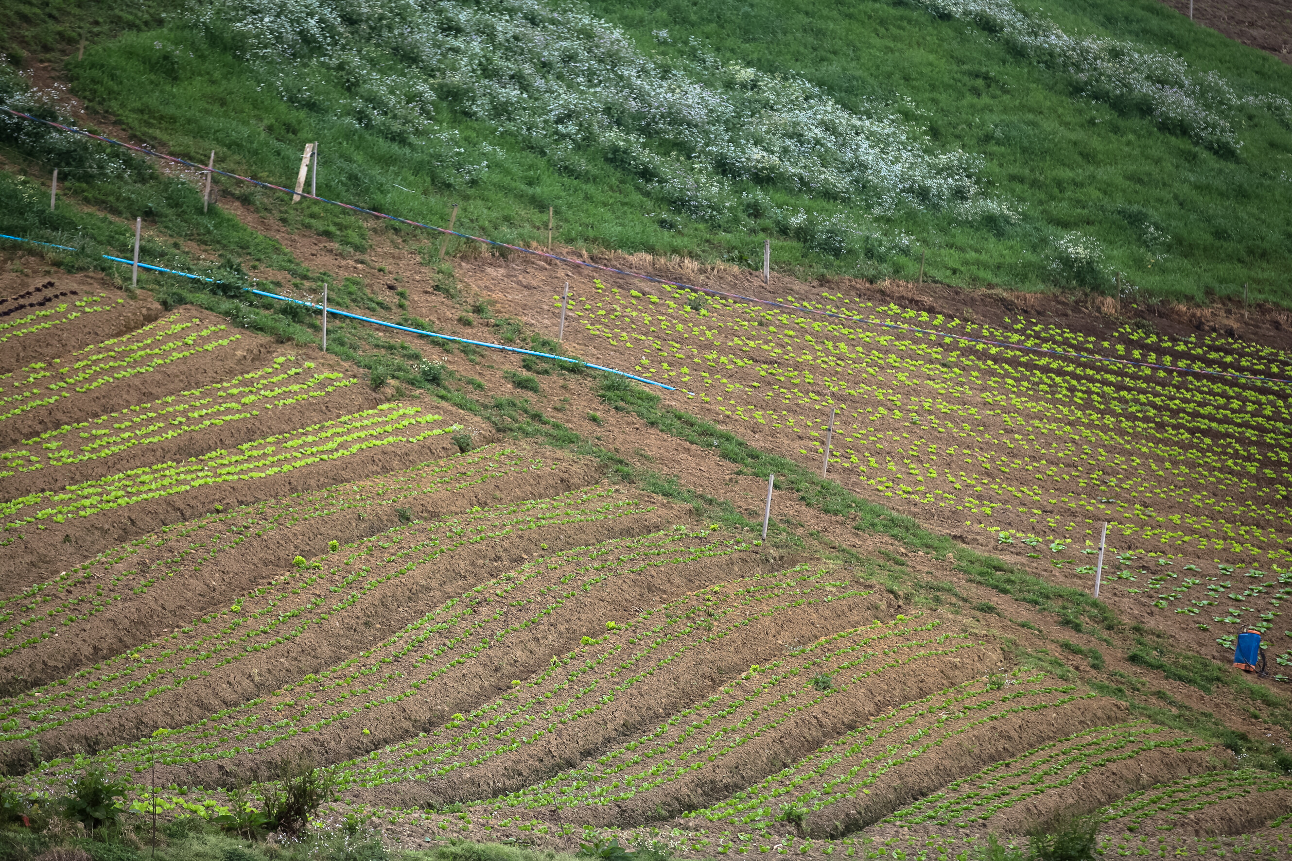 Audiência sobre tributação de defensivos agrícolas ocorre nesta quarta (11)