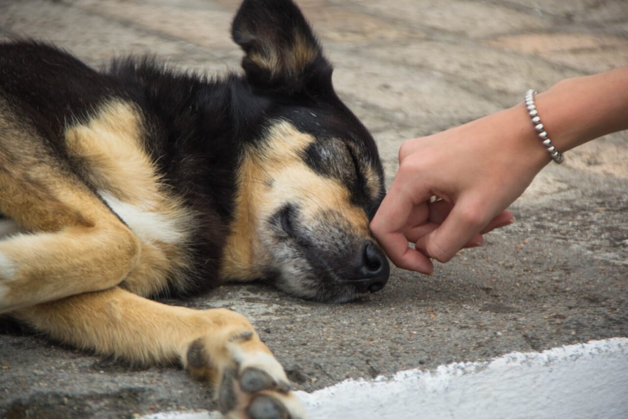 Lei sancionada endurece penalidades para maus-tratos contra animais