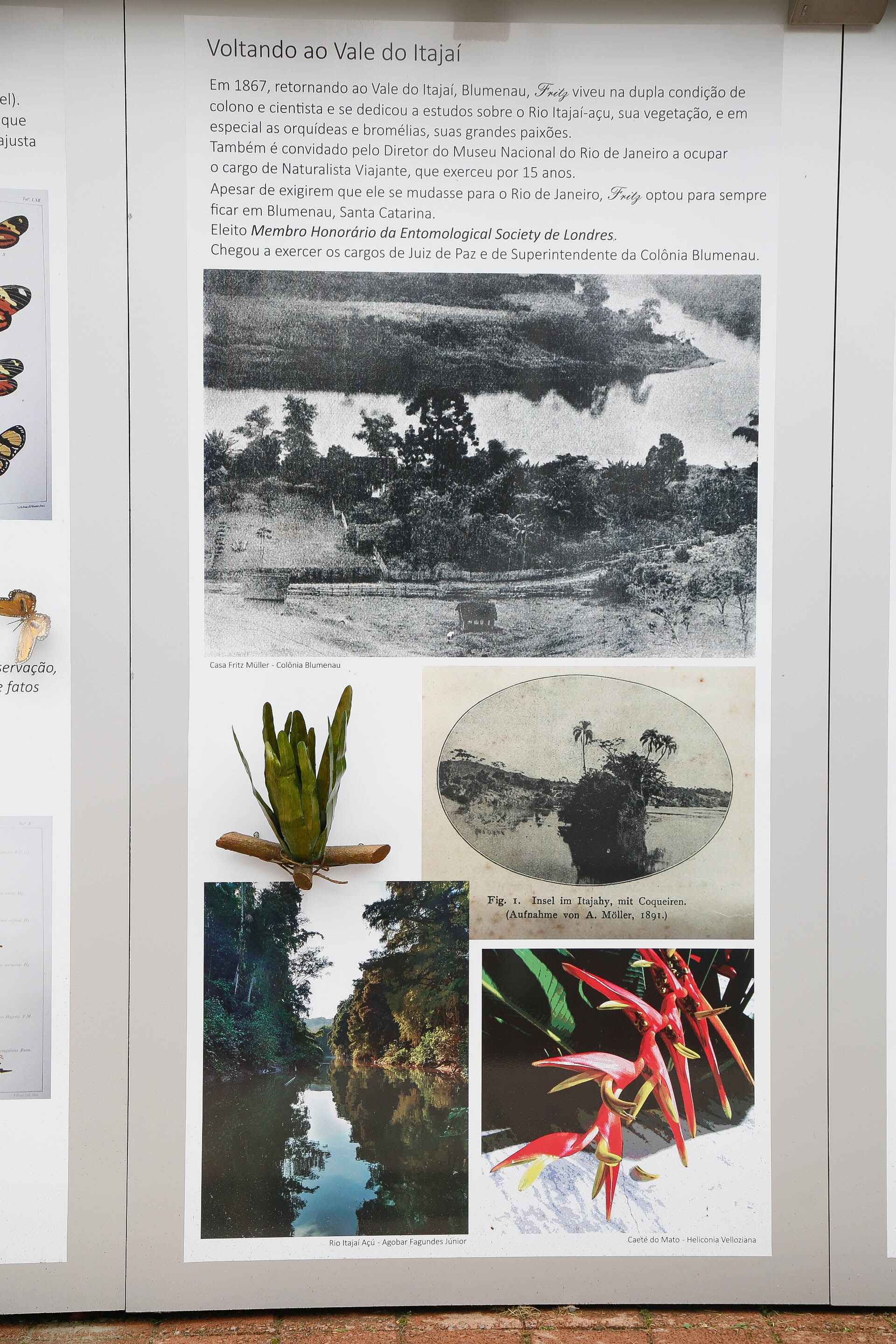 Galeria de Fritz Müller a Céu Aberto na Alameda Rio Branco/Blumenau