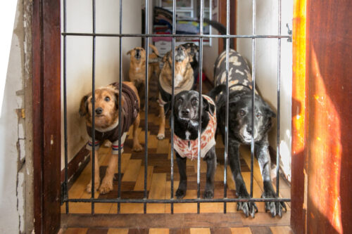 Parceria com as protetoras de animais