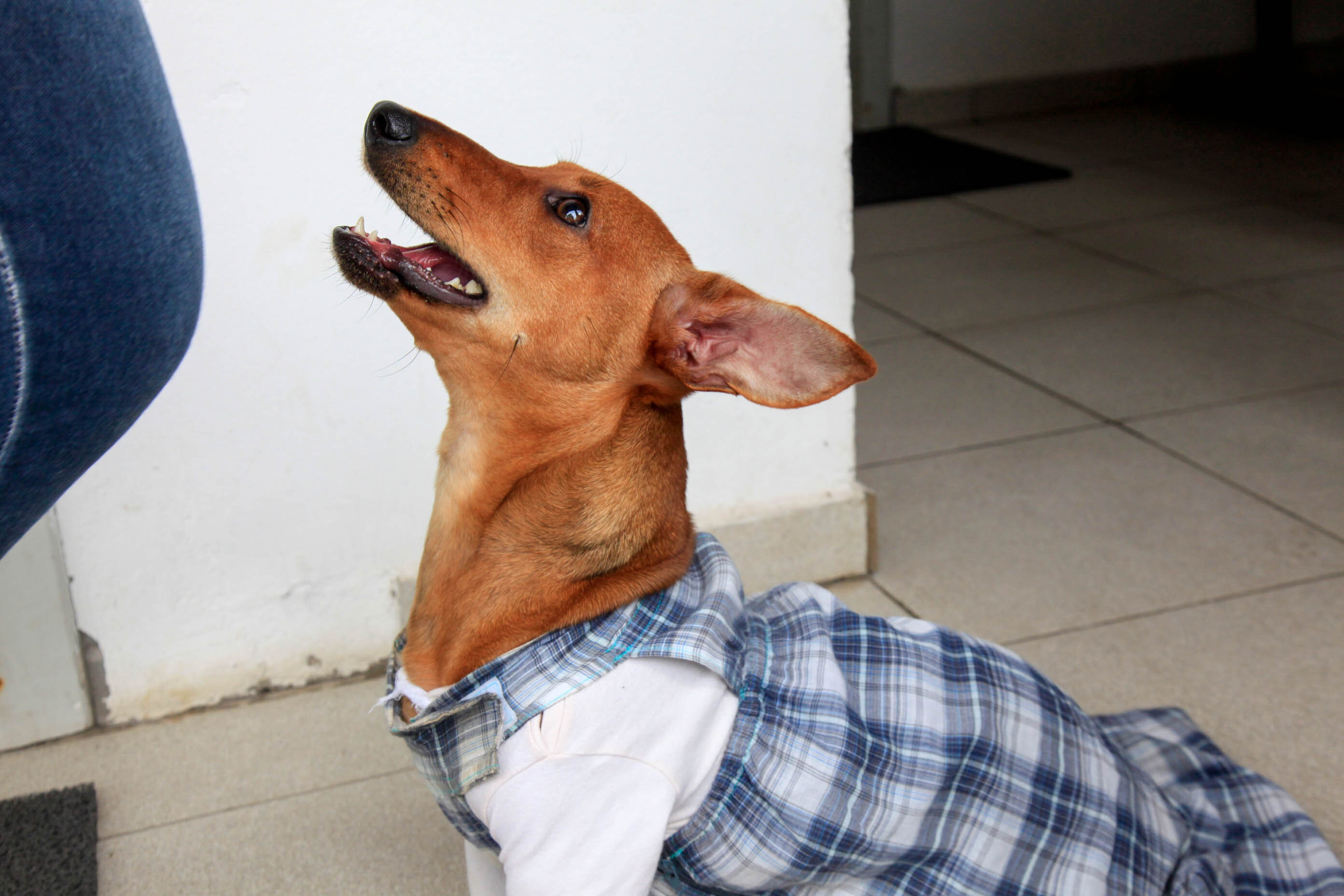 Medida é válida para animais de estimação de até 10 quilos. FOTO: Agência AL/Arquivo