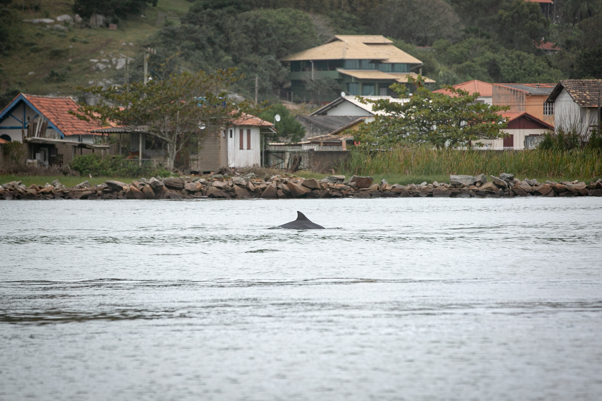 Botos em Laguna