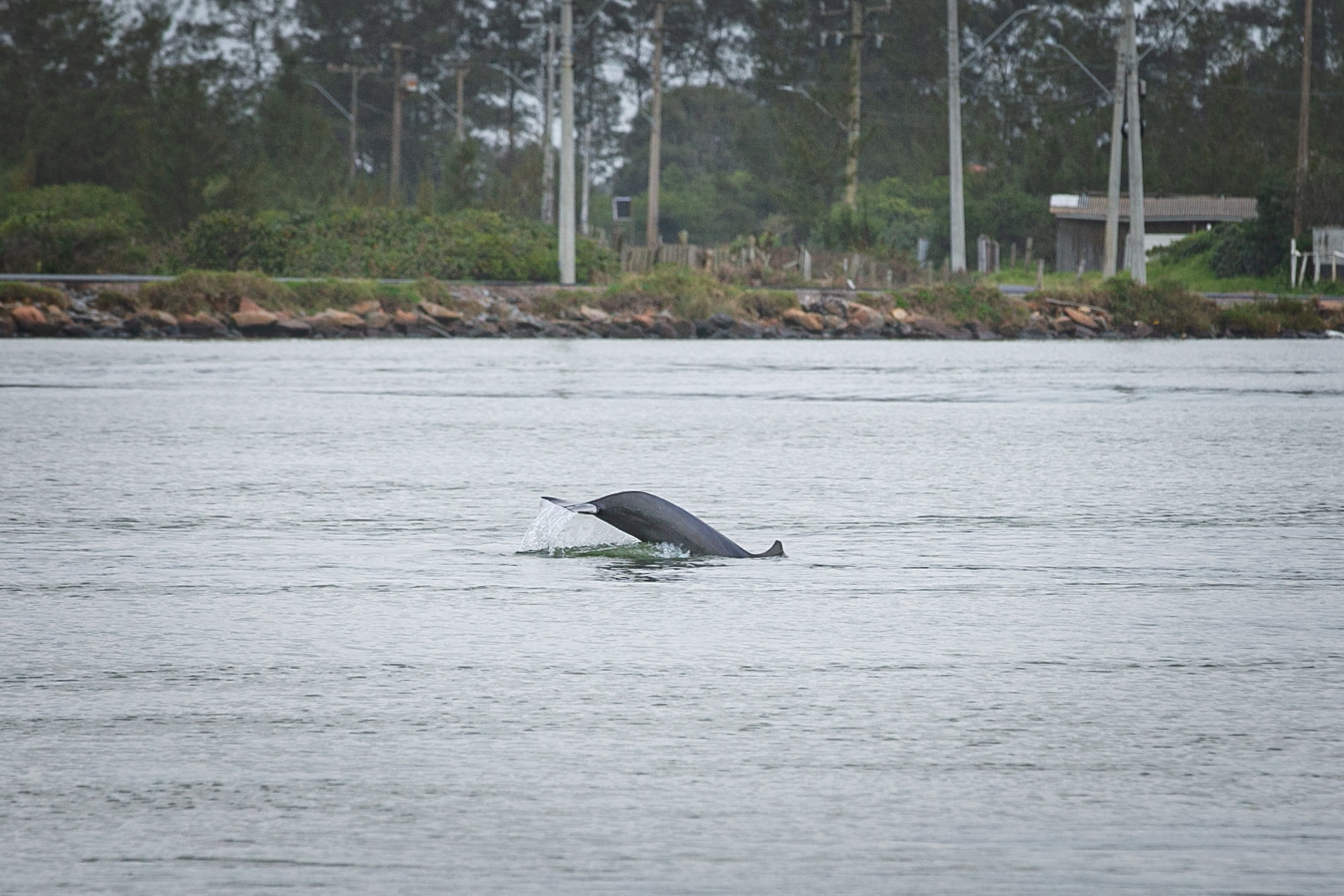 Botos em Laguna