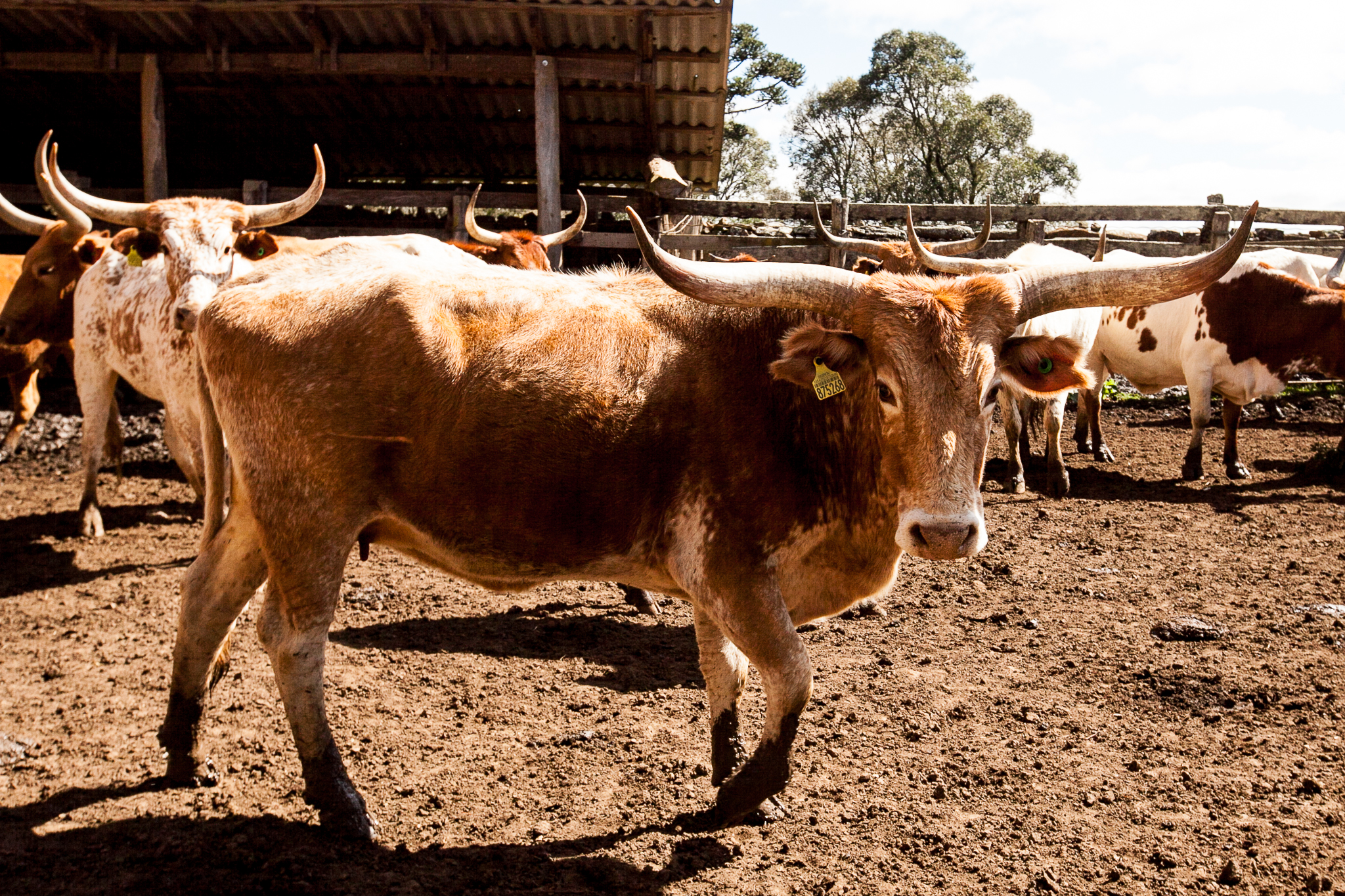 Fazenda Igrejinha