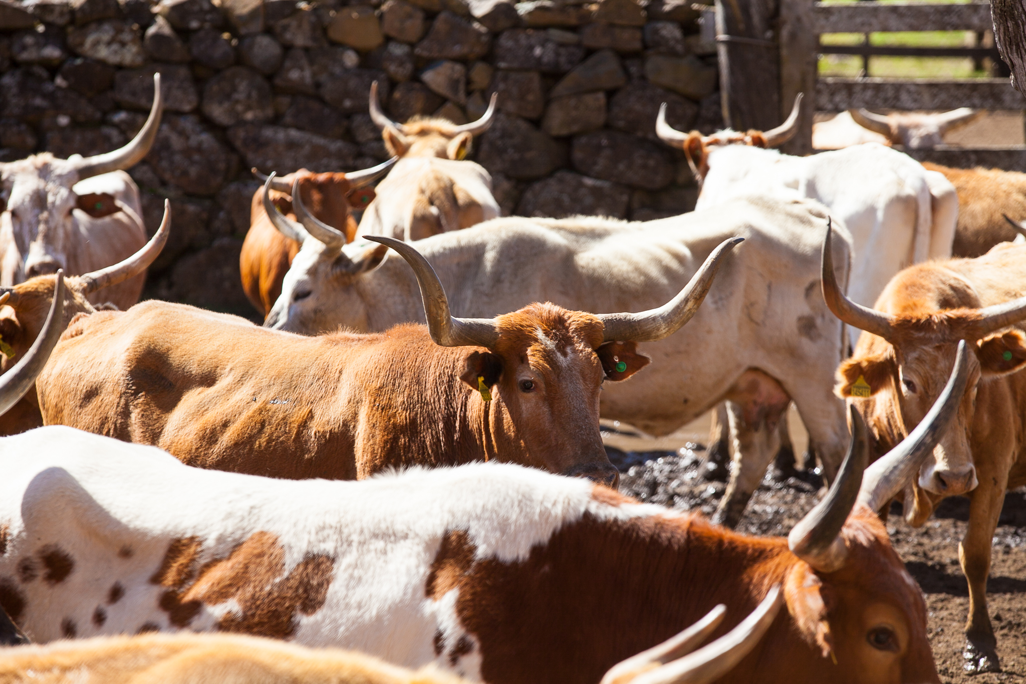 Fazenda Igrejinha