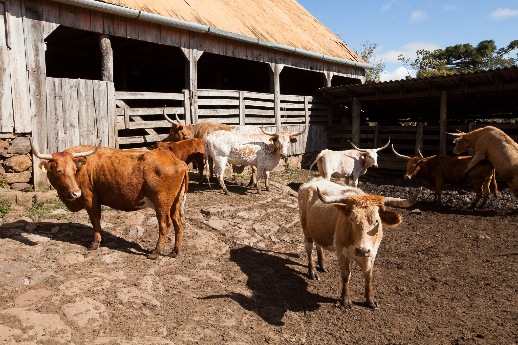 Fazenda Igrejinha