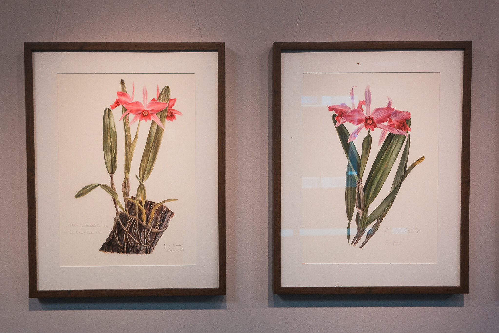 Exposição na Alesc celebra a orquídea Laelia Purpurata