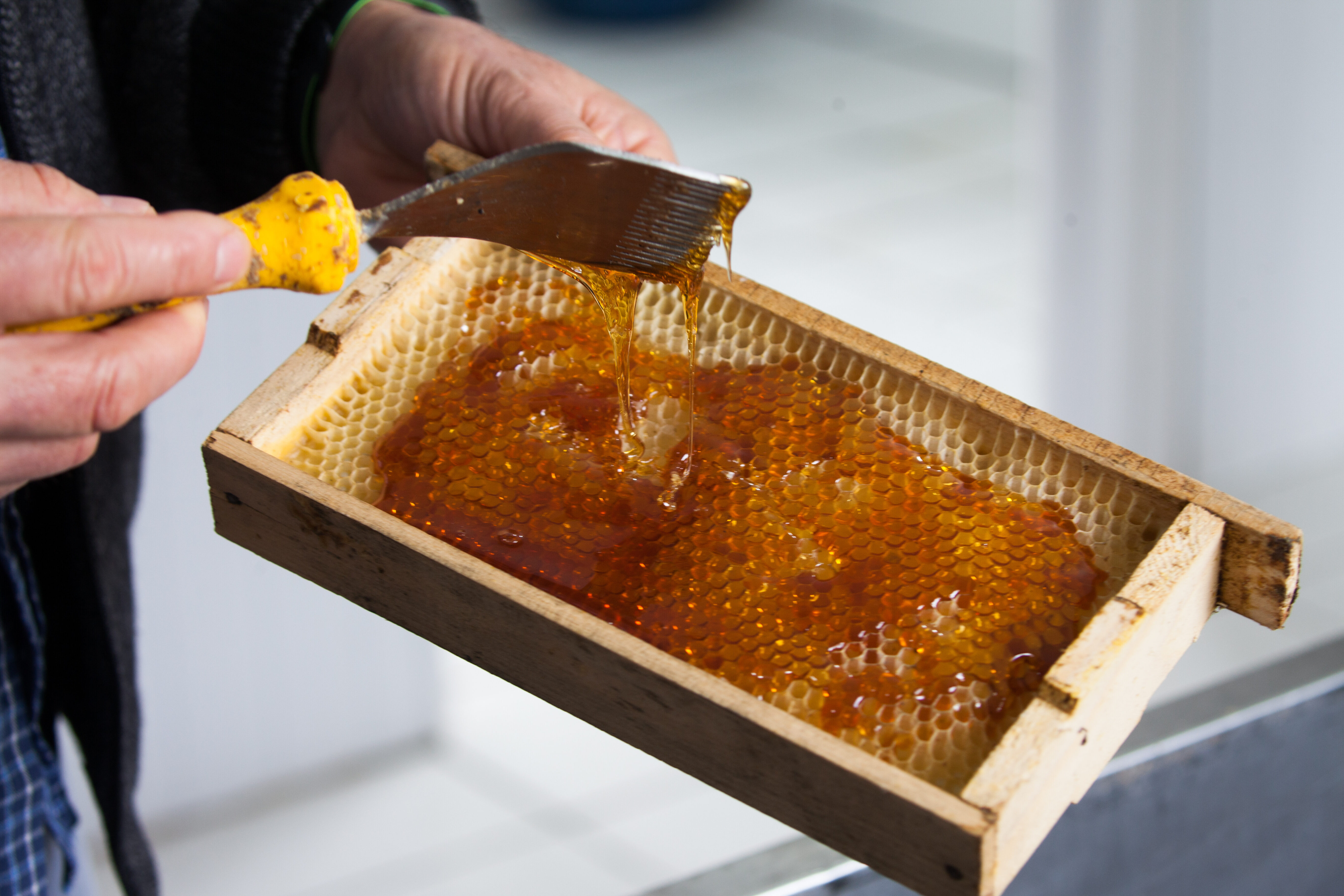 A apicultura e meliponicultura serão tema de uma das frentes parlamentares criadas para esta legislatura. FOTO: Arquivo/Agencia AL