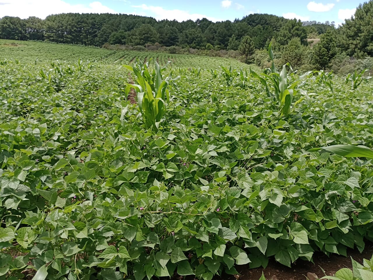 Cultura de feijão agroecológico na Serra Catarinense