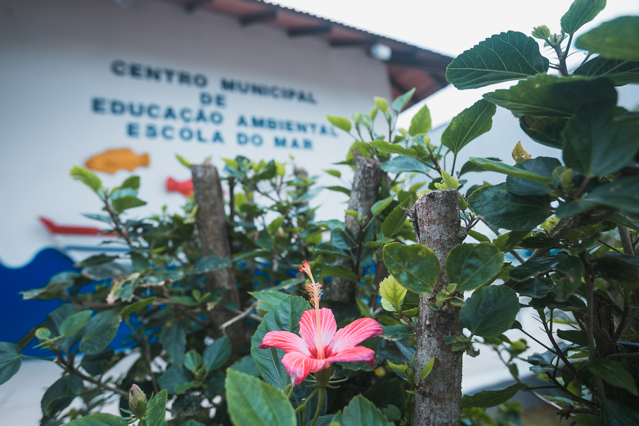 Audiência Pública - A importância de fomento das escolas do mar - São José