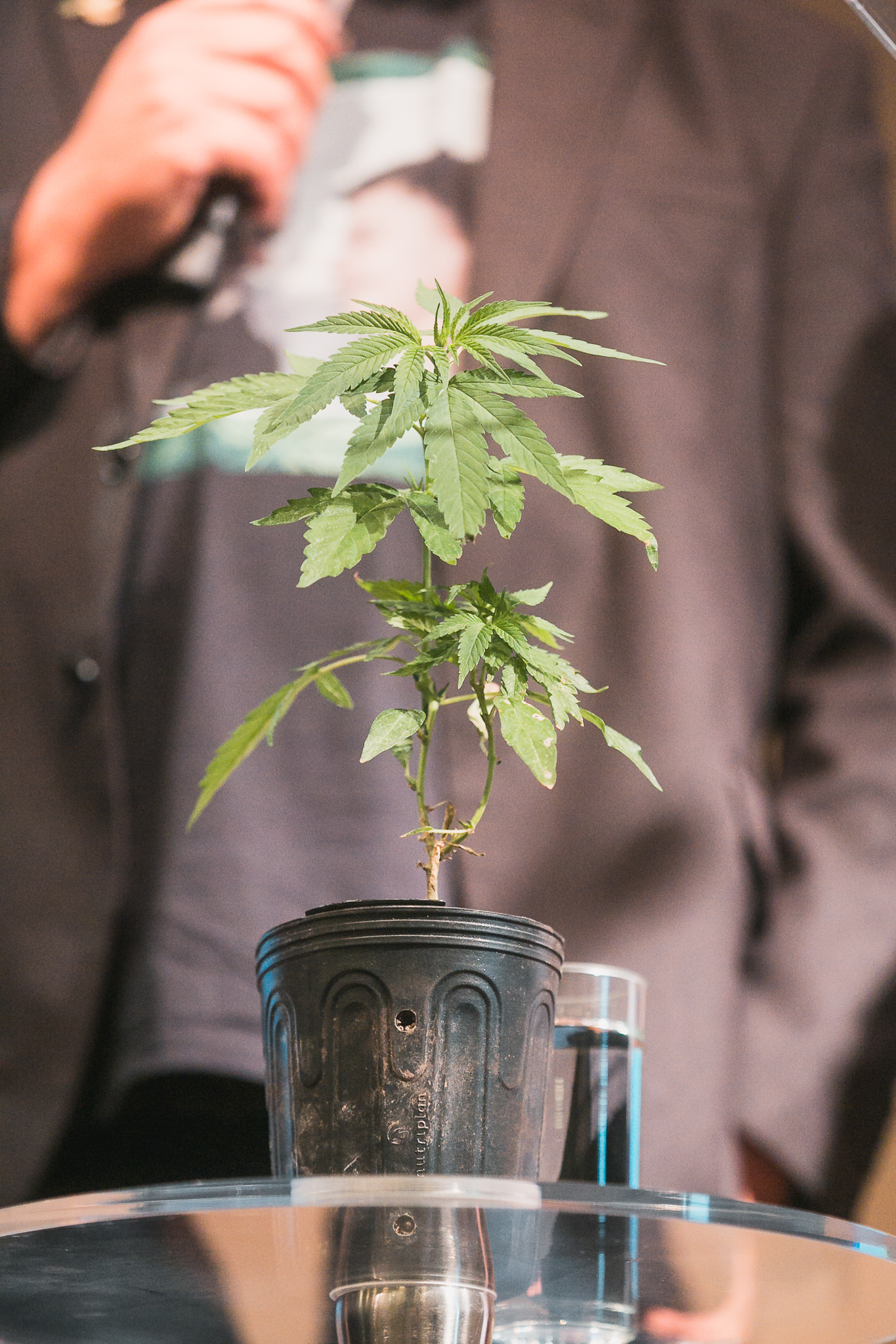 Lançamento da Frente Parlamentar - Cannabis Medicinal