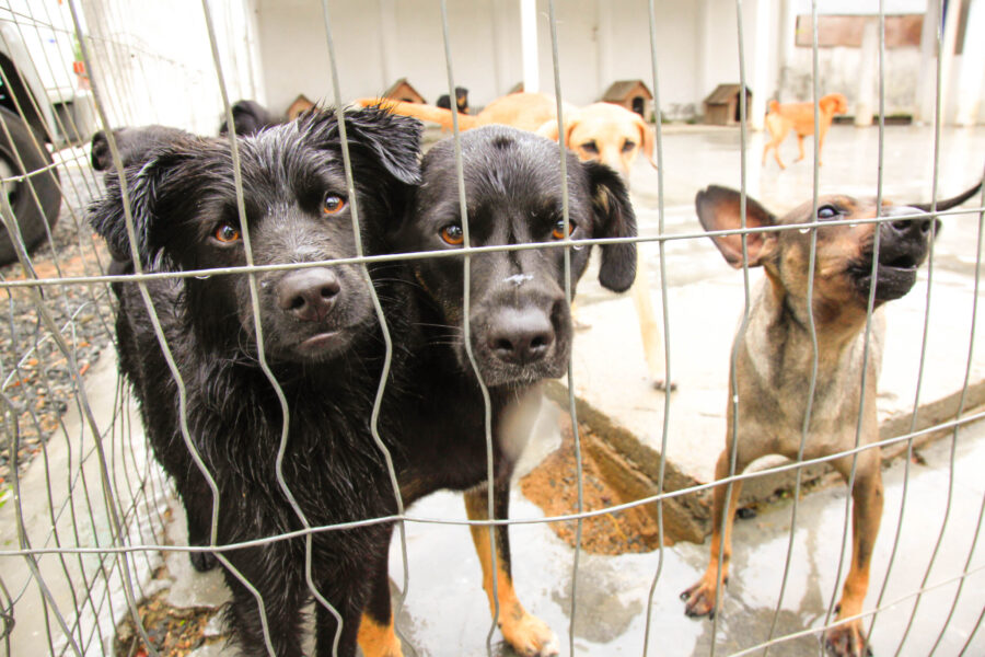A lei contempla pessoas físicas ou jurídicas que façam acolhimento e procedimentos necessários para garantir saúde aos animais. FOTO: AgênciaAL