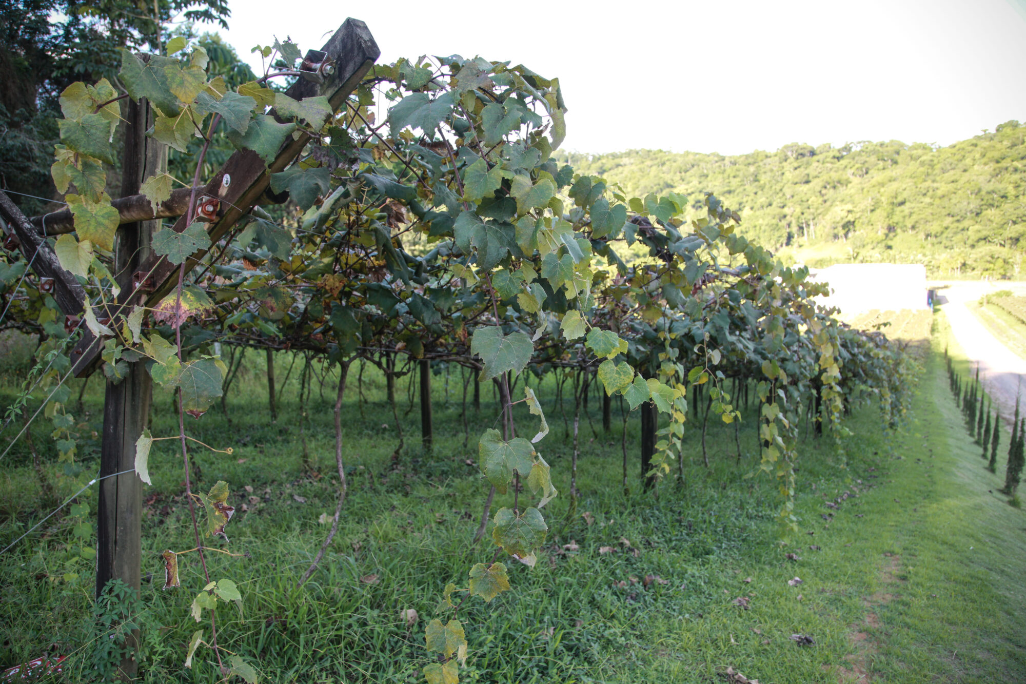 Vinicola San Michele, em Rodeio