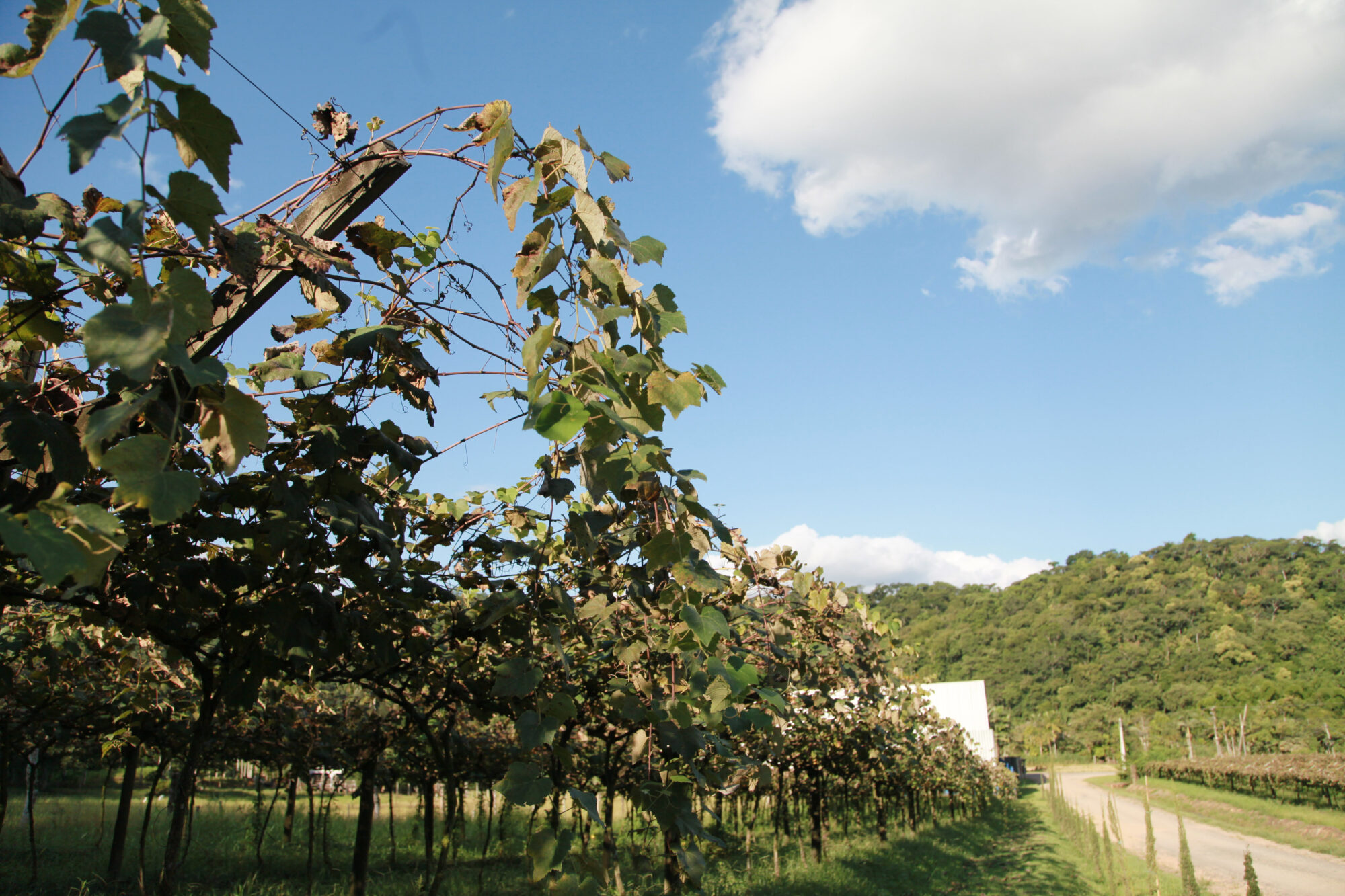 Vinicola San Michele, em Rodeio