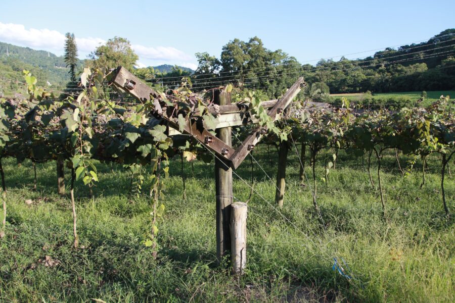 Em seus primeiros anos em solo brasileiro, os imigrantes já produziam algum vinho a partir das mudas trazidas da Itália; tradição foi mantida e aprimorada no Alto Vale do Itajaí
