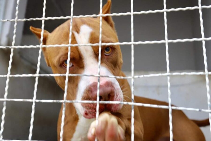 Um dos projetos apresentados propõe alterações na lei que restringiu a criação de pit bulls no estado. FOTO: Fabrícia Costa/Semae