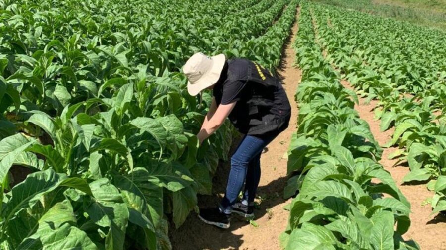 Classificação das folhas de tabaco nas propriedades será tema de mais uma audiência pública, marcada para quinta (14), em Orleans. FOTO: Ascom/Cidasc