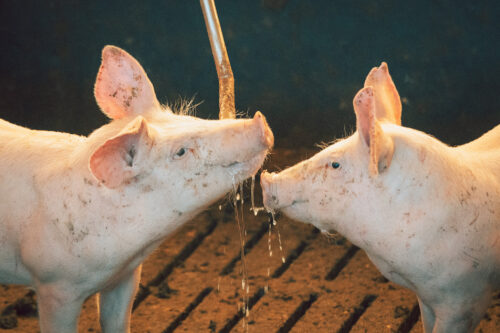 Confira as imagens do especial sobre o cooperativismo