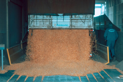 Cooperativas vão além dos grãos e diversificam atividades