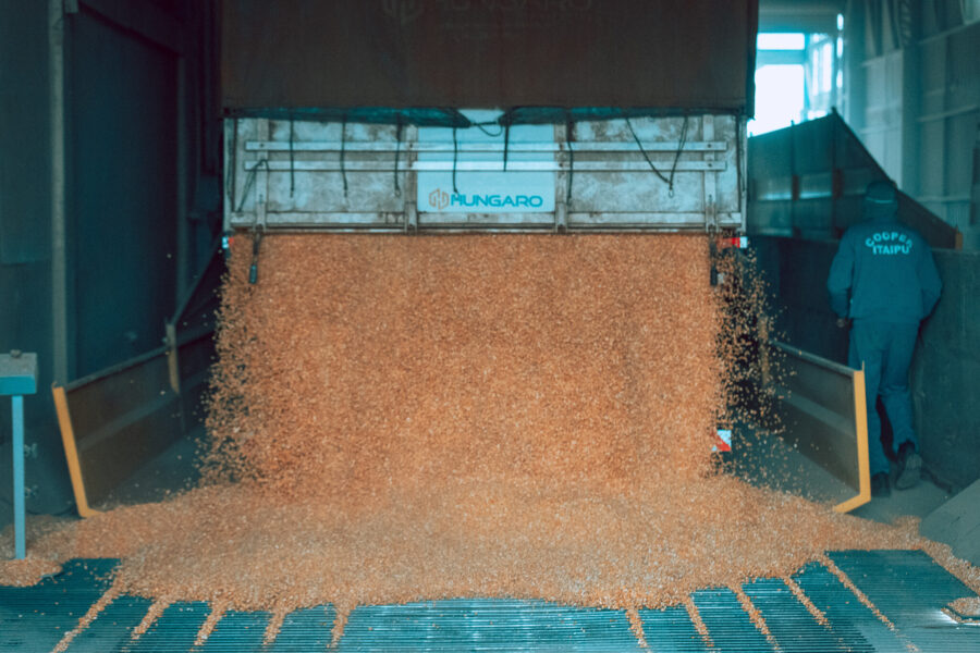 Caminhão despeja grãos que serão utilizados para a produção de ração; cooperativas buscam diversificar suas atividades e atender ao máximo as necessidades dos cooperados