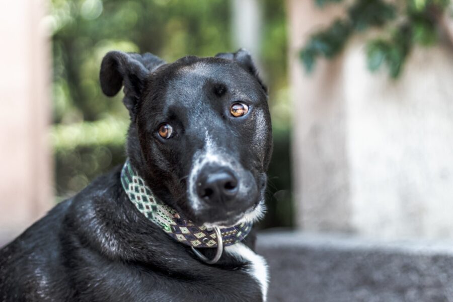 Santa Catarina passa a contar com lei que protege cães e gatos comunitários