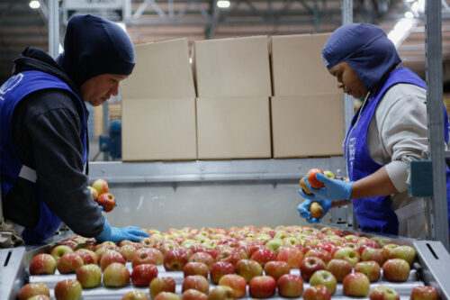 Produção de Maçãs
